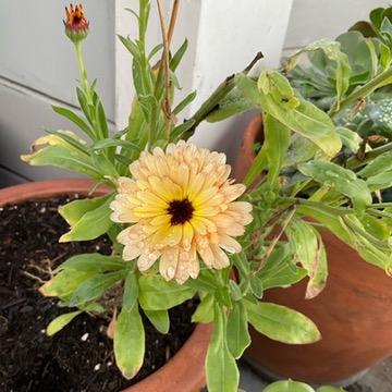 A photo of a Calendula daisy flower with dew drops